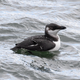 Razorbill